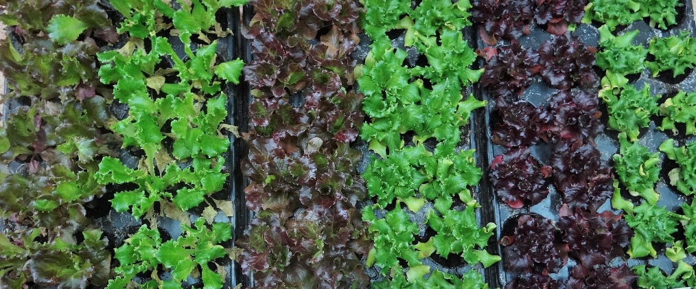 Green leaf ʼLetony‘ and red leaf ʼRedlo‘ baby leaf lettuces