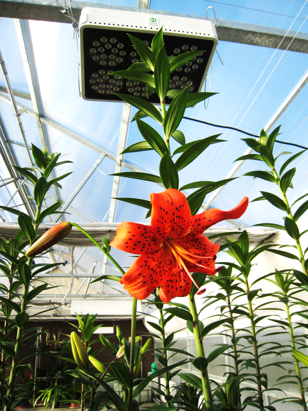 Lelijos auginamos po Hortiled šviestuvu