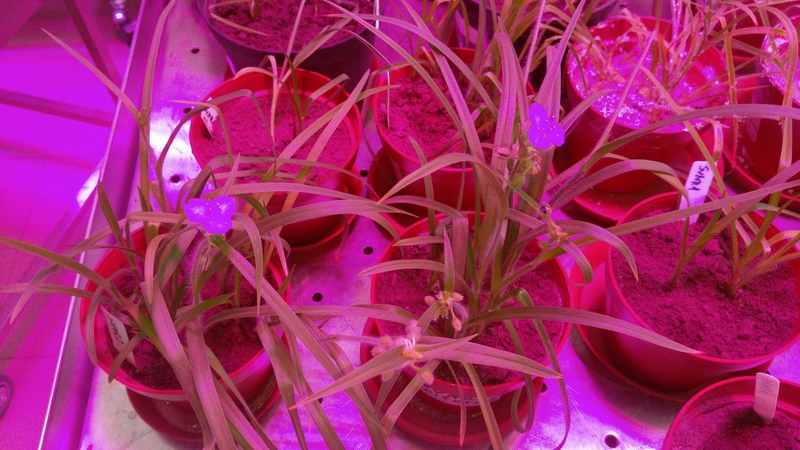 Model tradescantia plants under HORTILED light